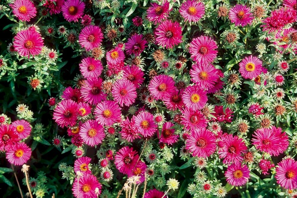 New England aster 'Rubinschatz'