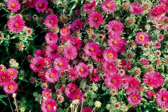 New England aster 'Rubinschatz'