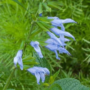 anise-scented sage 'Argentina Skies'