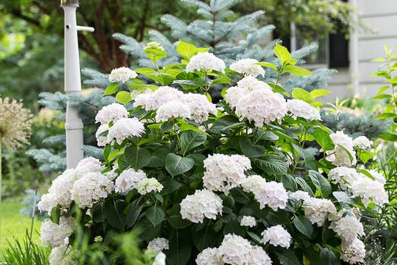 hydrangea 'Blushing Bride'