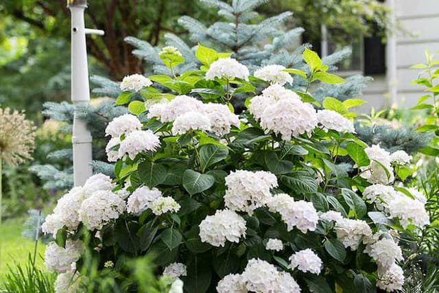 Hydrangea 'Blushing Bride'