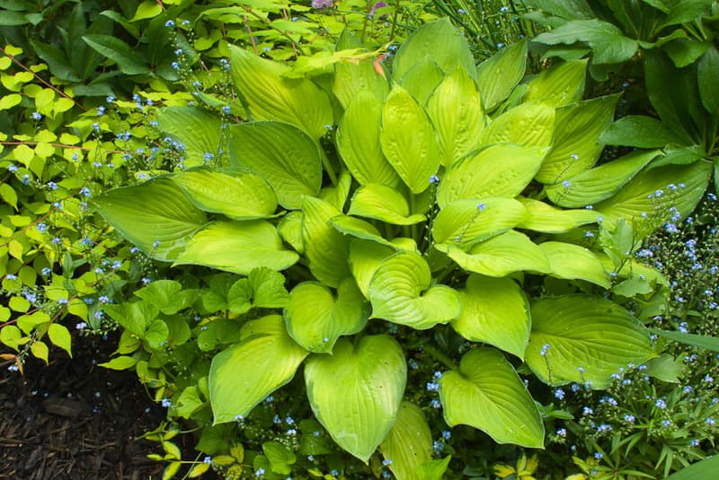 plantain lily 'Gold Standard'