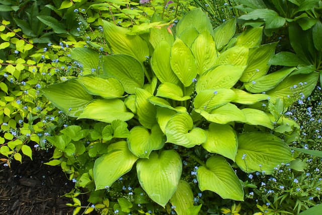 Plantain lily 'Gold Standard'