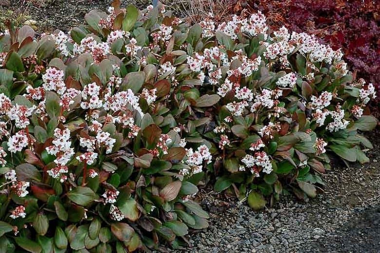 Elephant's ears 'Angel Kiss'