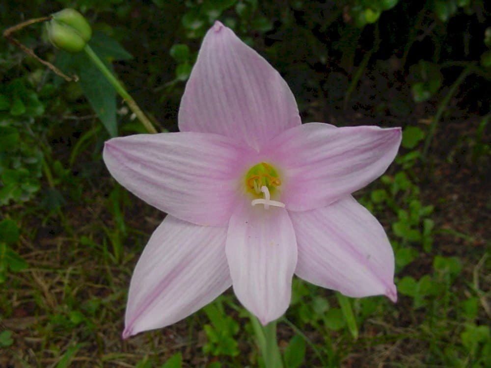 Argentine rain lily