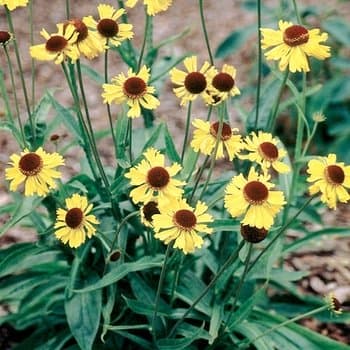 Sneezewort 'Tip Top'