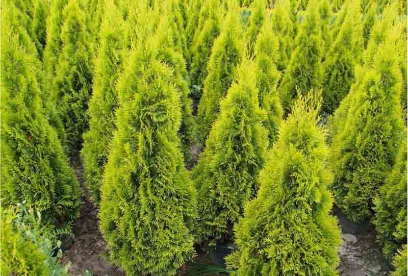 White cedar 'Janed Gold'