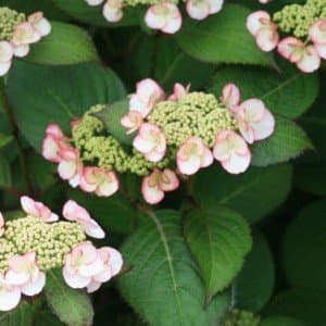 Mophead Hydrangea 'Sandra'