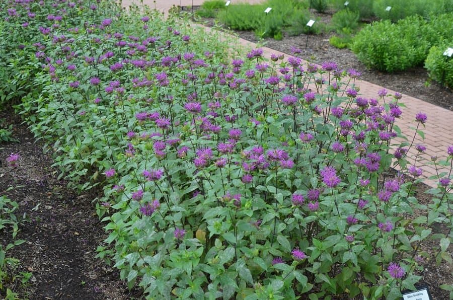 Bergamot 'Blue Stocking'