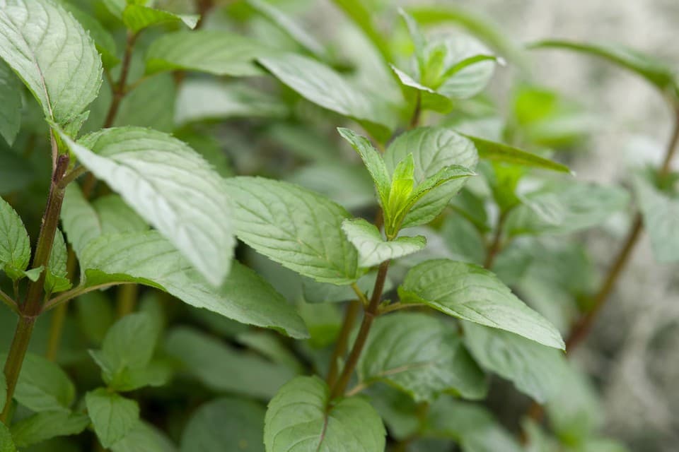 chocolate peppermint