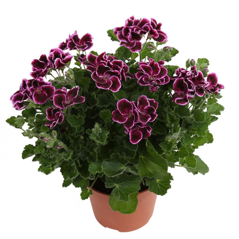 pelargonium 'Velvet Duet'