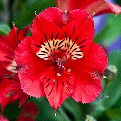 Peruvian lily