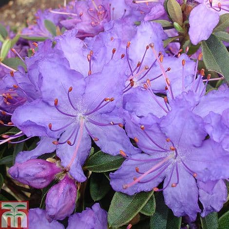 rhododendron 'Night Sky'