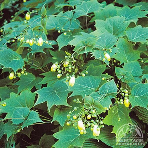 Yellow Waxbells