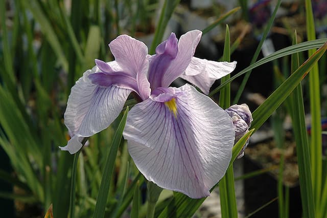 Japanese water iris 'Imperial Magic'