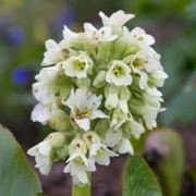 Bergenia 'Ice Queen'