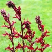 Lobelia 'Sparkling Ruby'