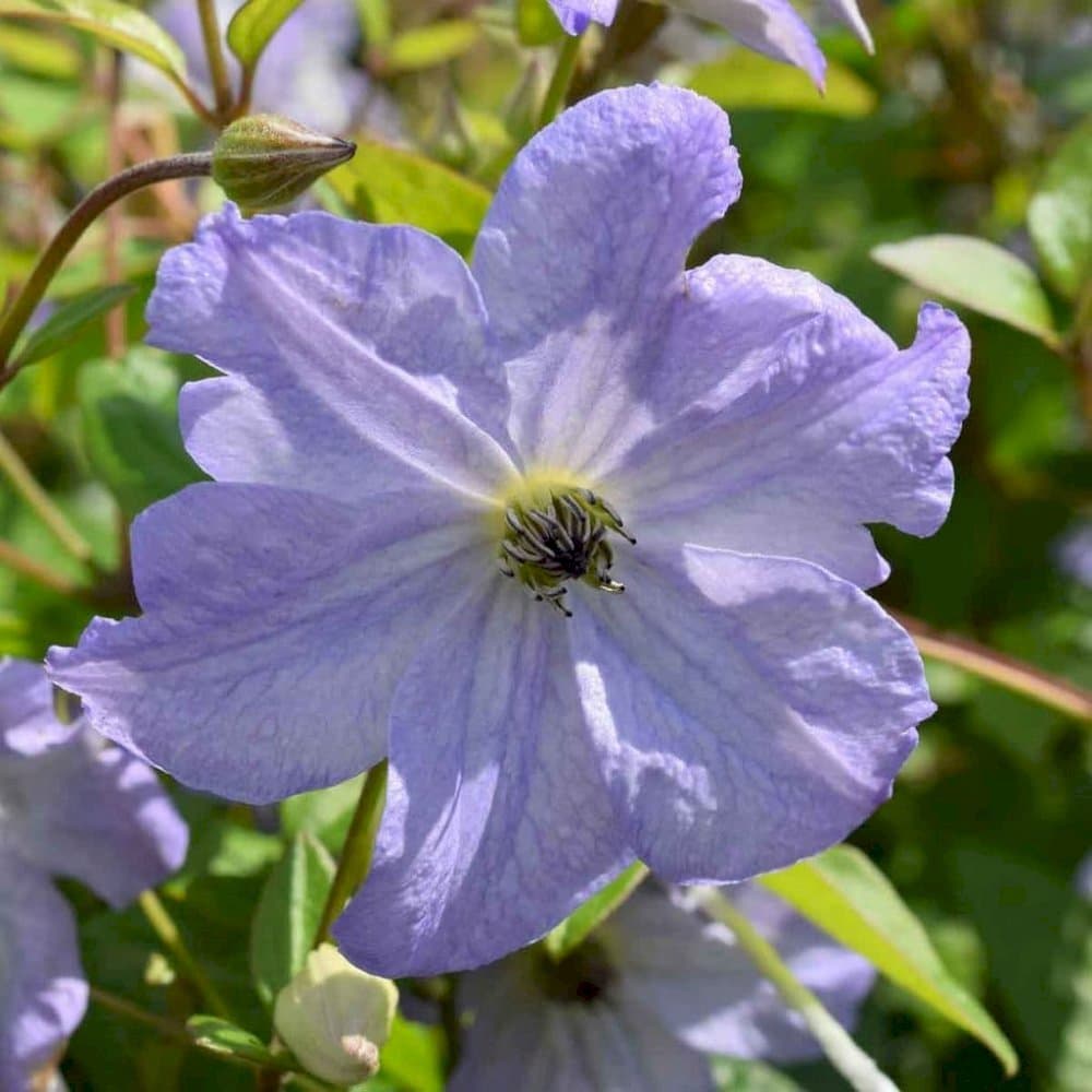 Clematis Sea Breeze