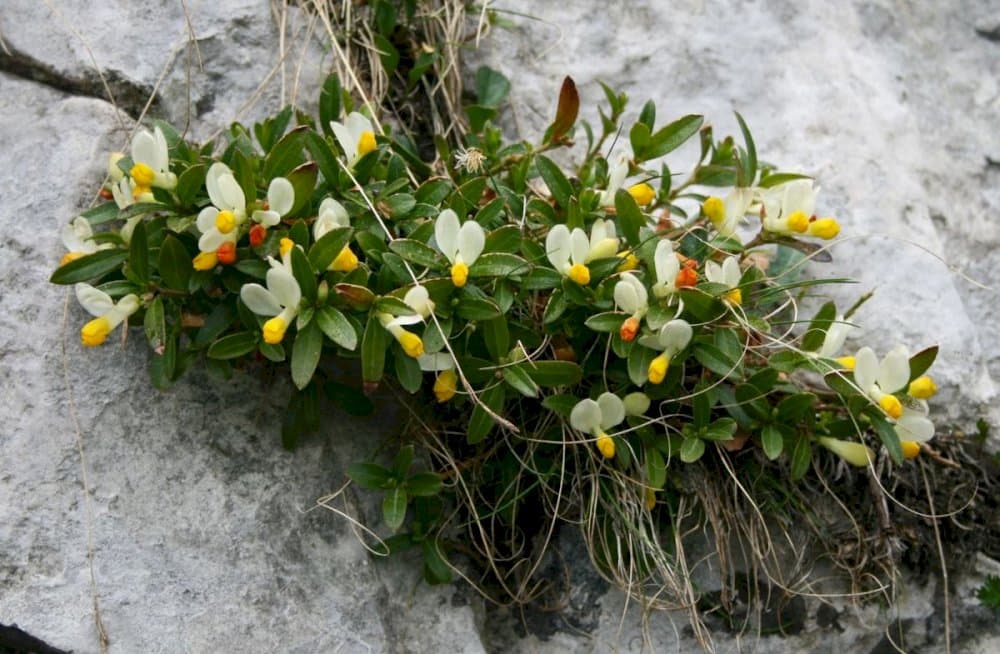 large-flowered box-leaved milkwort