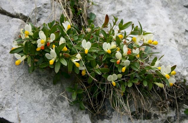 Large-flowered box-leaved milkwort