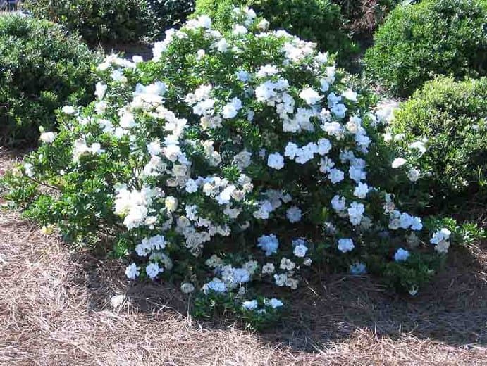 Common Gardenia 'Crown Jewel'