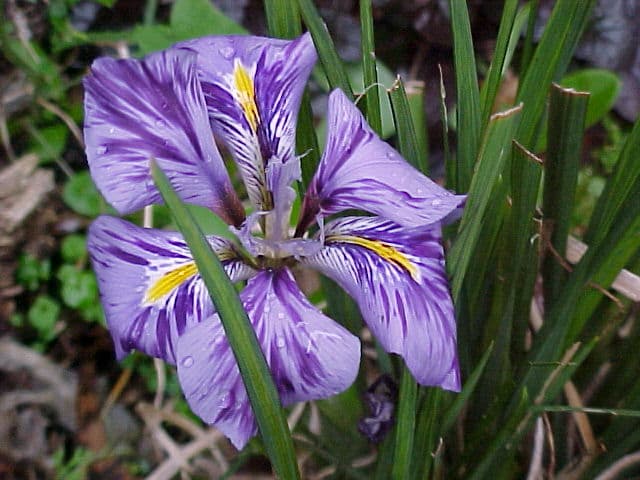 Algerian iris 'Kilndown'