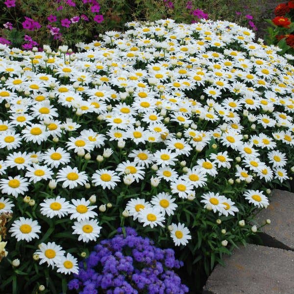 Shasta daisy 'Snowcap'