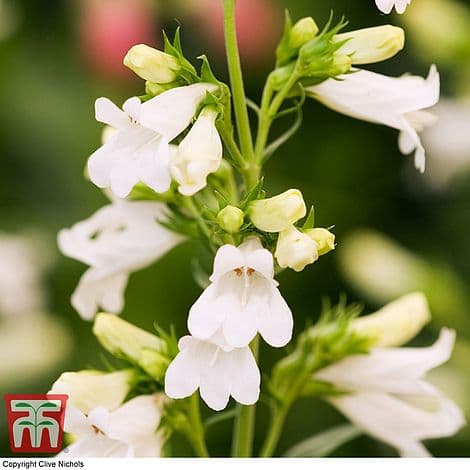 penstemon 'Pensham Wedding Day'