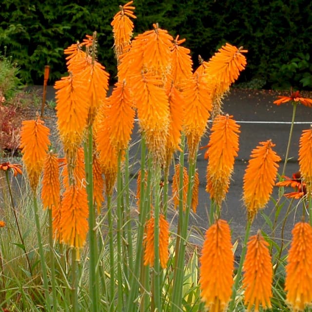 Red-hot poker 'Mango Popsicle'