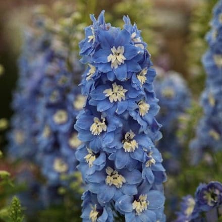 delphinium Summer Skies Group