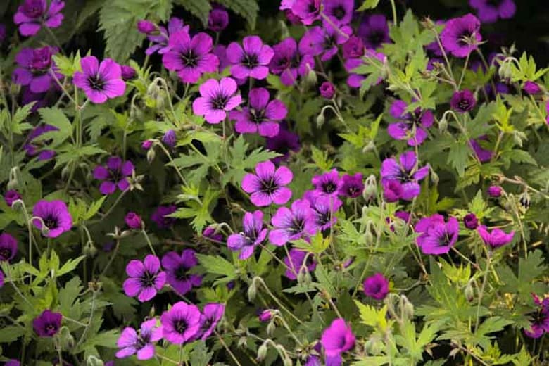 cranesbill 'Anne Thomson'