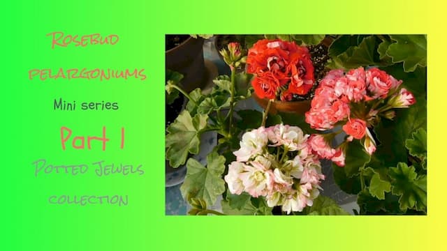 Pelargonium Video Series