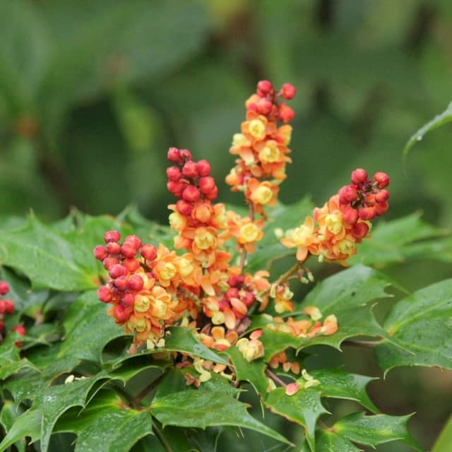 Oregon grape 'Cabaret'