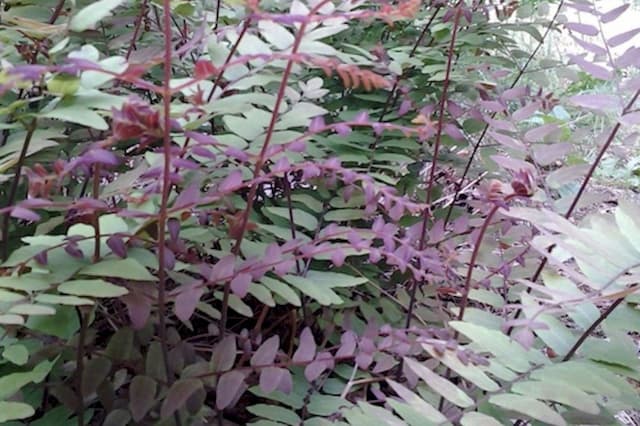 European Royal Fern 'Purpurascens'