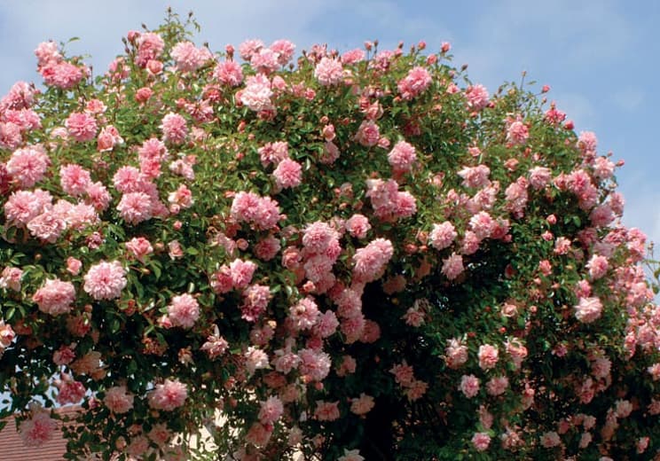rose 'Paul Noël'