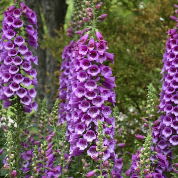 foxglove 'Dalmation Purple'