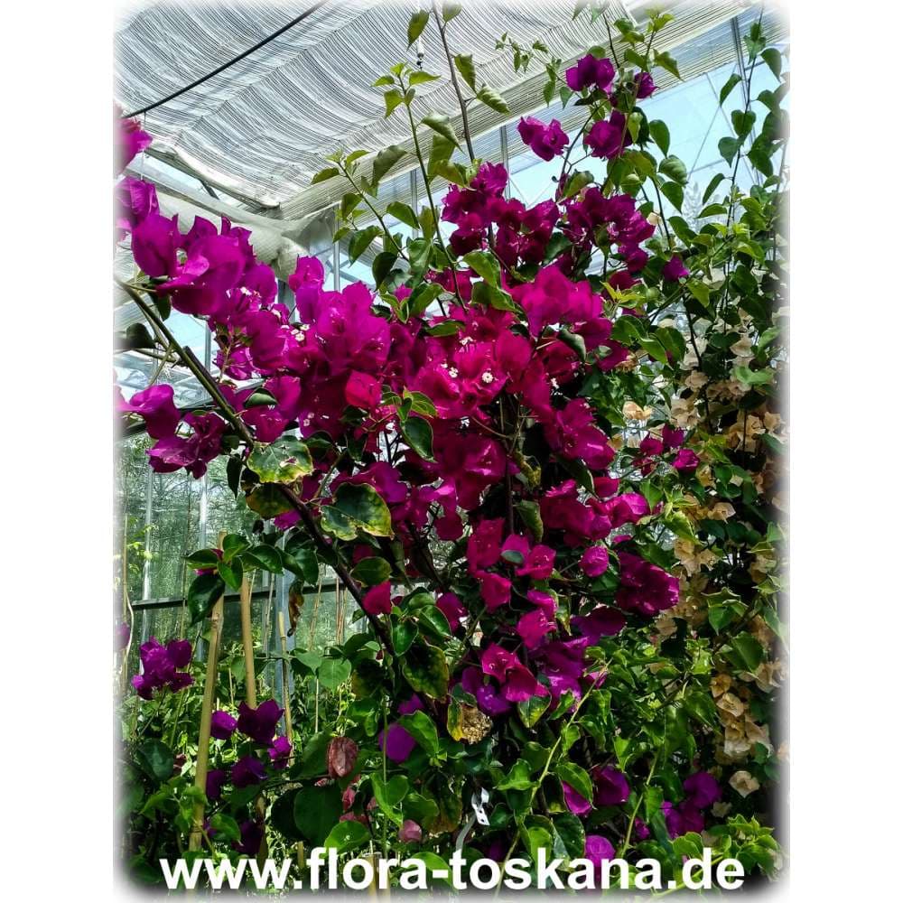 bougainvillea 'Killie Campbell'