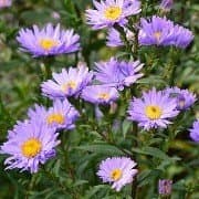 Smooth Blue Aster 'Nightshade'