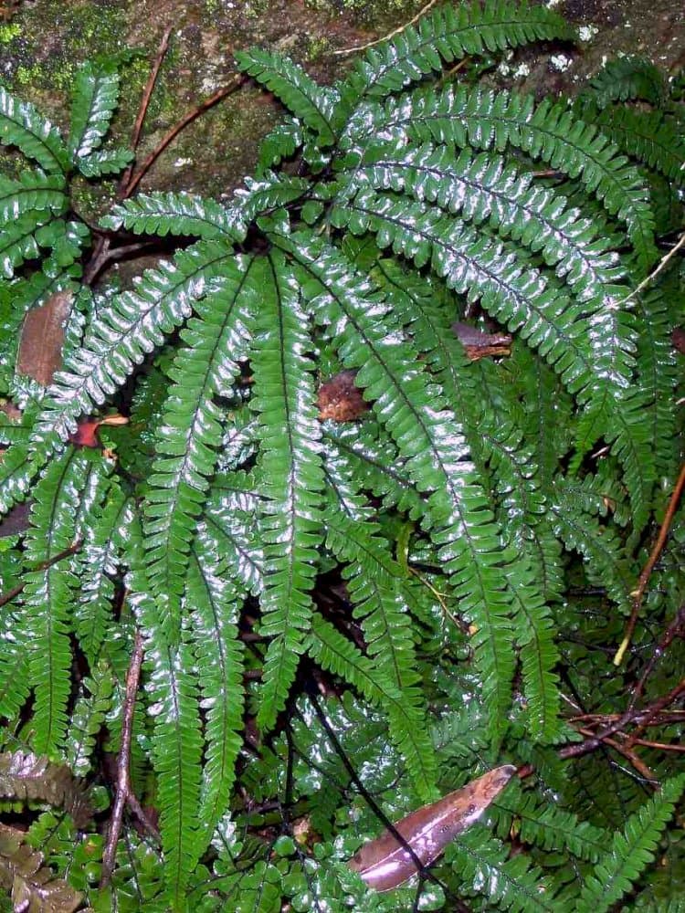 rough maidenhair fern