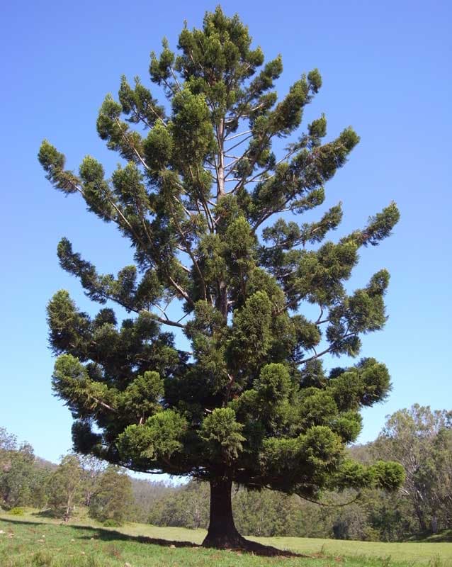 Moreton Bay pine