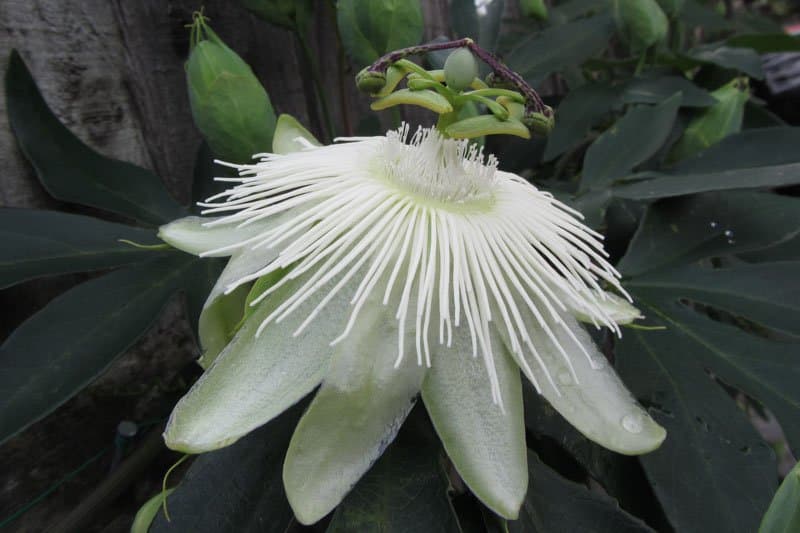 Passion flower 'Snow Queen'