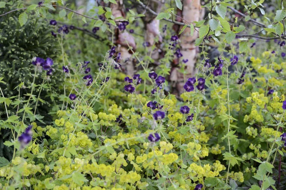 wood spurge