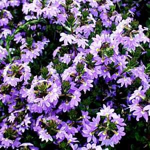 scaevola 'Blue Wonder'