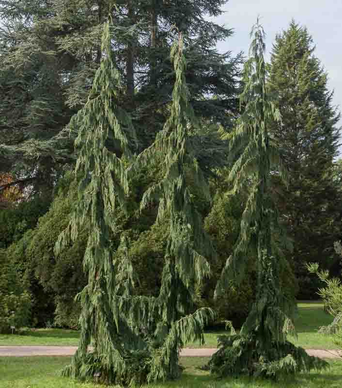 Nootka cypress 'Green Arrow'