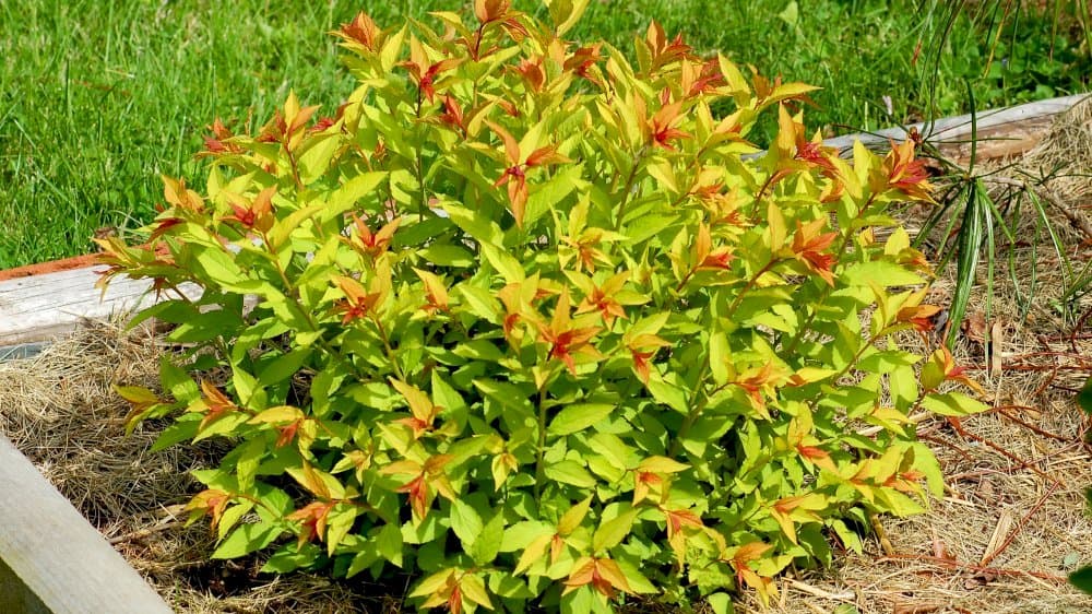 Japanese spirea 'Goldflame'