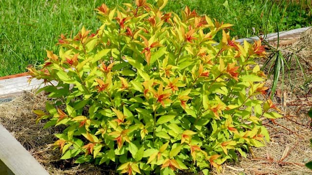 Japanese spirea 'Goldflame'