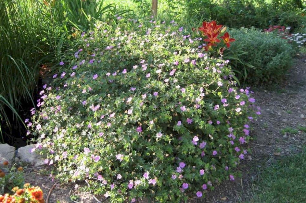 Cranesbill 'Blushing Turtle'