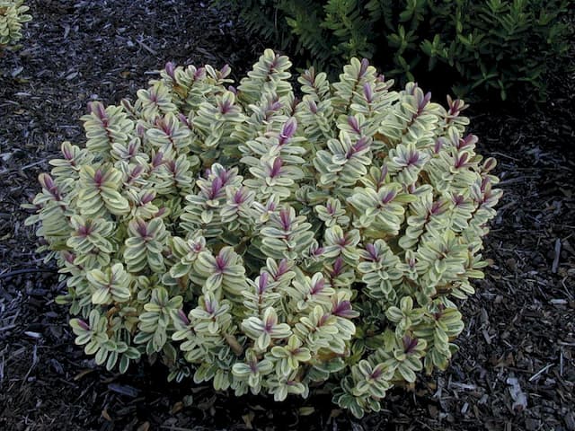 Veronica albicans 'Silver Dollar'