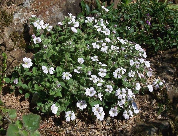 Chickweed Baby's-Breath