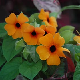 Black-eyed Susan [Sunny Suzy Red-Orange]